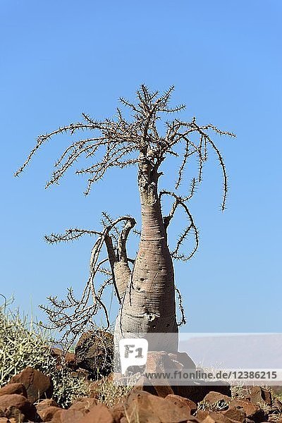 Bottle tree (Pachypodium lealii) in the desert  Damaraland  Namibia  Africa