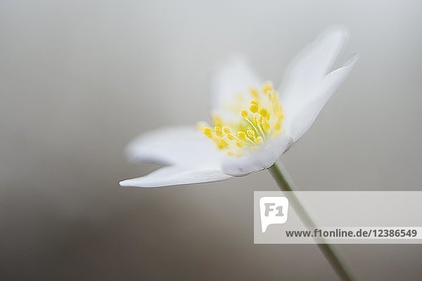 Buschwindröschen (Anemone nemorosa)  Emsland  Niedersachsen  Deutschland  Europa