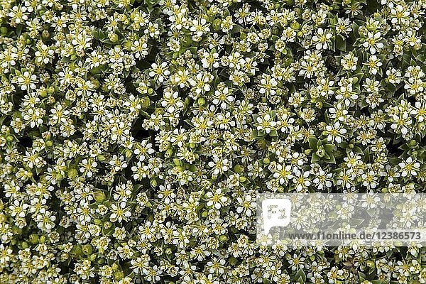 Stonecrop (Sedum)  flowering  close-up  Northern Iceland  Iceland  Europe