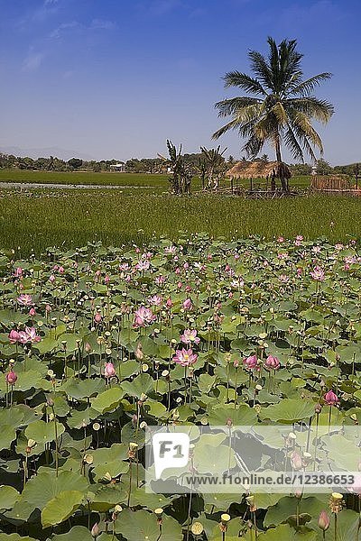Lotusblumen (Nelumbo)  Thap Cham  Ninh Thuan  Vietnam  Asien