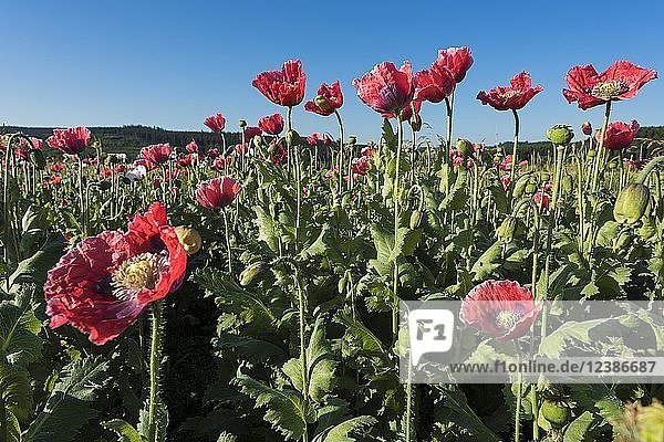 Blühender Schlafmohn (Papaver somniferum)  Niederösterreich  Österreich  Europa