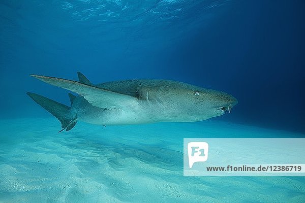 Tawny Nurse Shark (Nebrius ferrugineus) swims over sandy bottom  Indian Ocean  Maldives  Asia