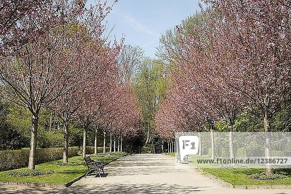 Japanese Cherry (Prunus)  alley  Rombergpark  Dortmund  North Rhine-Westphalia  Germany  Europe