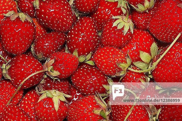 Frische Erdbeeren (Fragaria)  Hintergrundbild  Studioaufnahme