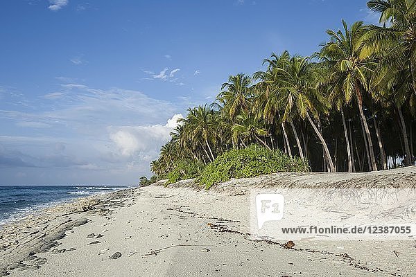 Verlassener Korallenstrand mit Kokosnusspalme  Insel Fuvahmulah  Indischer Ozean  Malediven  Asien