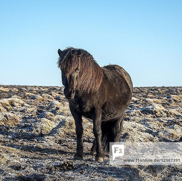 Islandpferd (Equus islandicus)  Südisland  Island  Europa