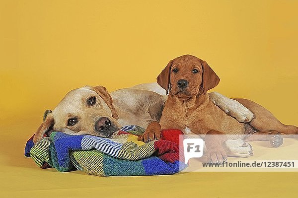 Labrador Retriever  gelb  Rüde und 10 Wochen alter Welpe  zusammen auf einer bunten Decke liegend  Studioaufnahme