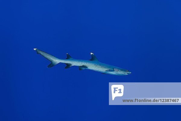 Weißspitzen-Riffhai (Triaenodon obesus) schwimmt im Blauwasser  Fuvahmulah-Atoll  Indischer Ozean  Malediven  Asien