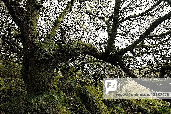 Wistman's Wood  Dartmoor National Park  Old Oaks  Devon  Vereinigtes Königreich  Europa