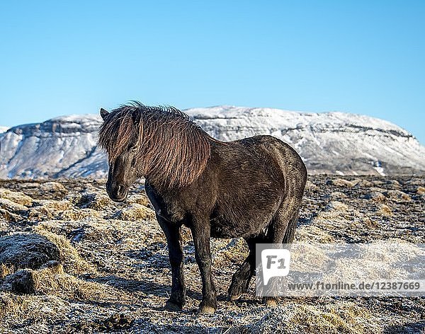 Islandpferd (Equus islandicus) vor schneebedeckten Bergen  Südisland  Island  Europa