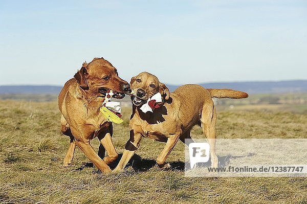 Labrador Retriever  gelb  Rüde und Hündin spielen  ziehen an der gleichen Leine