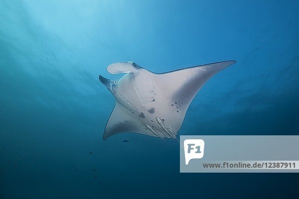 Reef Manta Ray (Mobula alfredi  Manta alfredi) swims in the blue water  Indo-Pacific Ocean  Maldives  Asia