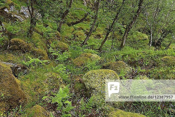 Moos- und Flechtenwald bei Oban  Schottland  Großbritannien