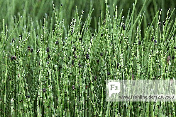 Coloured horsetail (Equisetum Variegatum) with drops of water  Iceland  Europe
