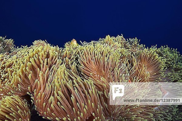 Prächtige Seeanemone (Heteractis magnifica)  Fuvahmulah-Atoll  Indischer Ozean  Malediven  Asien