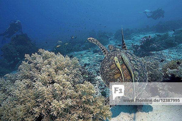 Grüne Meeresschildkröte (Chelonia mydas) mit Schiffshaltern (Echeneidae) im Korallenriff Moalboal Cebu Philippinen Asien