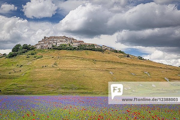 Flowering Piano Grande with village Castelluccio  Monti Sibillini National Park  Umbria  Italy  Europe