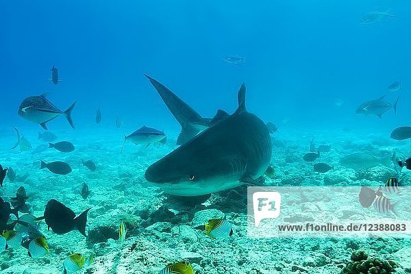 Tiger Shark (Galeocerdo cuvier) swim over coral reef  Fuvahmulah island  Indian Ocean  Maldives  Asia