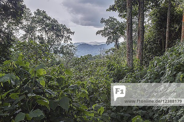 Dichte Vegetation im tropischen Regenwalddschungel  Bwindi Impenetrable National Park  Uganda  Afrika