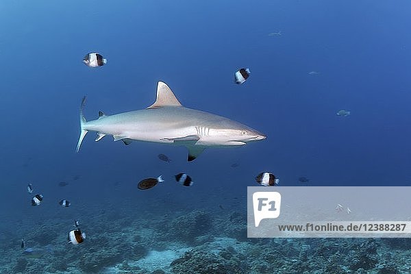Grey reef shark (Carcharhinus amblyrhynchos)  Brown-and-white butterflyfish (Hemitaurichthys zoster)  Indian Ocean  Maldives  Asia