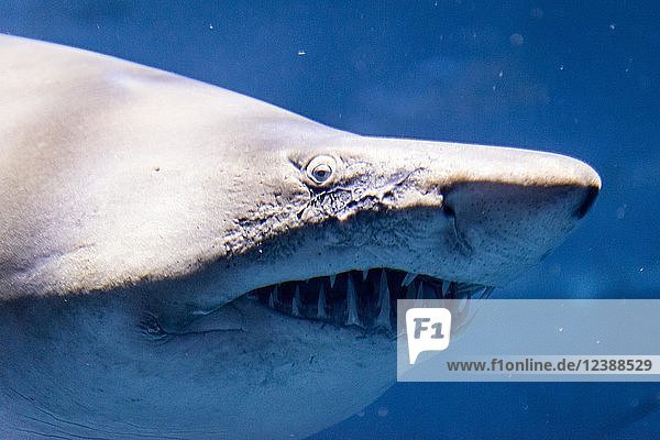 Ozeanischer Weißspitzen-Hochseehai (Carcharhinus longimanus)  Tierporträt  Aquarium  in Gefangenschaft  Sevilla  Spanien  Europa