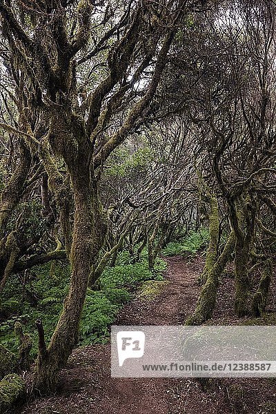 Spaziergang durch Lorbeerwald  moosbewachsene Bäume im Nebelwald  Raya la Llania  El Hierro  Kanarische Inseln  Spanien  Europa