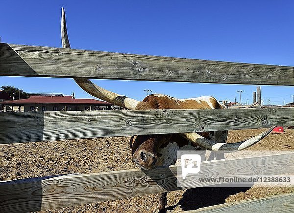 Longhorn domestic cattle behind wooden fence Stockyards National Historic District Fort Worth Texas USA North America