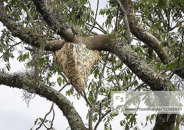 Wespennest im Baum hängend  tropischer Regenwald  Bwindi Impenetrable National Park  Uganda  Afrika