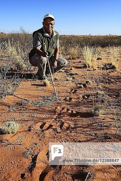 Ranger der !Xaus Lodge zeigt Spuren von Oryx in Sand  Kalahari oder Kgalagadi Transfrontier Park  Nordkap  Südafrika  Afrika