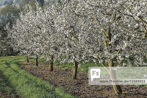 Blühende Kirschbäume (Prunus) in einer Plantage  Kirschblüte  Witzenhausen  Werra-Meißner-Kreis  Hessen  Deutschland  Europa