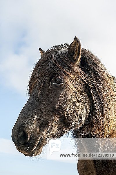 Braunes Islandpferd (Equus islandicus)  Tierporträt  Südisland  Island  Europa