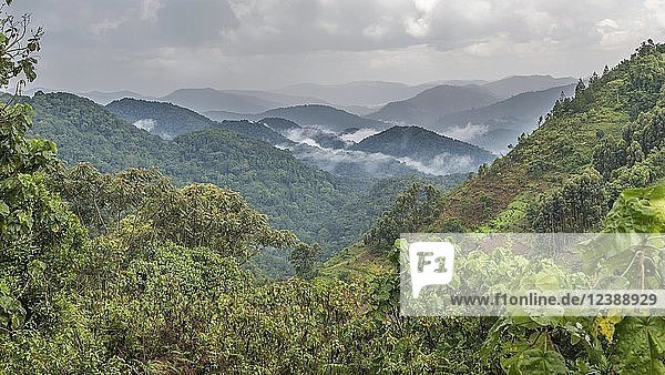 Tropischer Regenwald  hügelige Landschaft mit Wolken im Hintergrund  Bwindi Impenetrable National Park  Uganda  Afrika