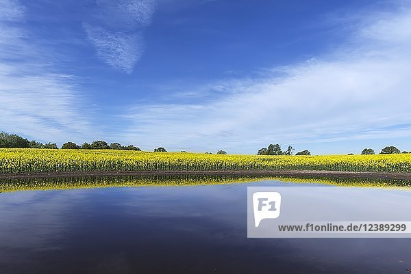 Blühendes Rapsfeld (Brassica napus) spiegelt sich in einem Kesselloch  blauer Himmel  Mecklenburg-Vorpommern  Deutschland  Europa