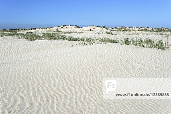 Dune landscape with wavelike structure in white sand  ripple  Norderney  East Frisian Islands  North Sea  Lower Saxony  Germany  Europe