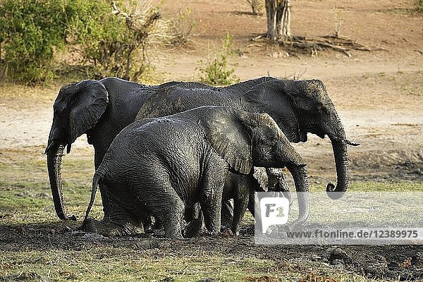 Gruppe von Elefanten (Loxodonta africana)  die sich im Schlamm wälzen  Chobe-Nationalpark  Botsuana  Afrika