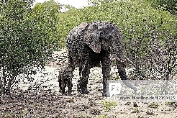 Afrikanische Elefanten (Loxodonta africana)  Elefantenkuh mit Jungtier nach Schlammbad  Sabi Sand Game Reserve  Krüger Nationalpark  Südafrika  Afrika