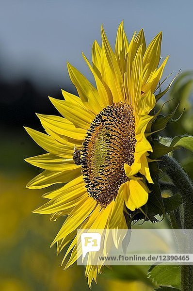 Sonnenblume (Helianthus annuus)  Nordrhein-Westfalen  Deutschland  Europa