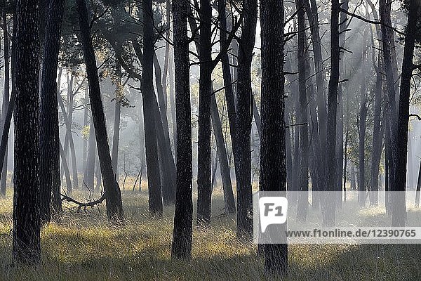 Sonnenstrahlen scheinen durch Baumstämme in einem Kiefernwald (Pinus sylvestris)  Niederrhein  Nordrhein-Westfalen  Deutschland  Europa