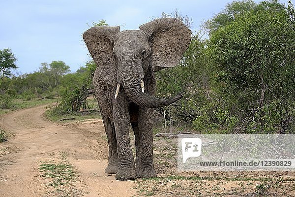 Afrikanischer Elefant (Loxodonta africana)  erwachsenes Männchen  Bulle  Imponiergehabe  Sabi Sand Game Reserve  Kruger National Park  Südafrika  Afrika