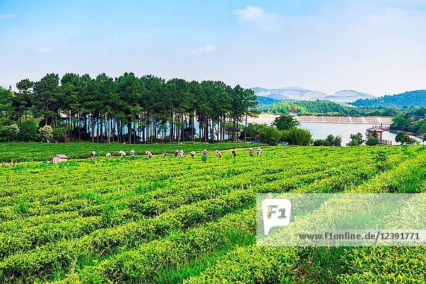 Teegarten von Wuxi  Provinz Jiangsu  China