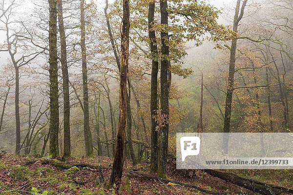 Autumn mist in a broadleaf woodland in the Brecon Beacons National Park  Powys  Wales.