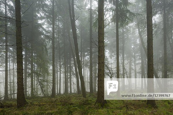 A misty coniferous forest. Mendip Hills  Somerset  England.