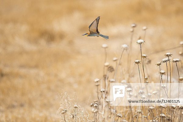 European Bee Eater starting fly on a yellow field in Garrotxa  Catalonia  Spain