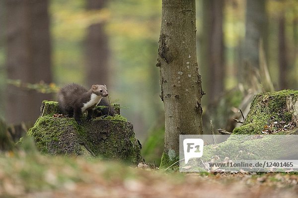 Beech Marten / Stone Marten ( Martes foina )  sitting on a tree stub  hunting in nice surrounding of a natural forest  autumn colors  Europe.