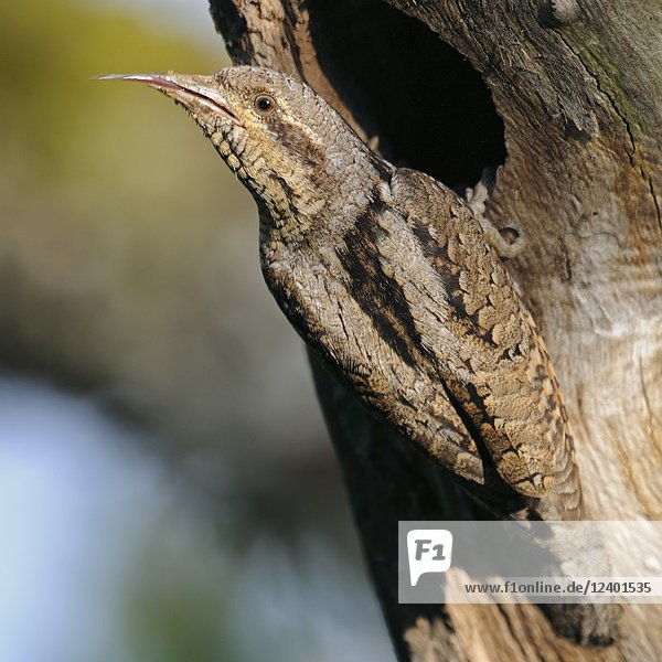 Eurasian Wryneck ( Jynx torquilla ) perched in front of its nest hole  showing  cleaning  sticking out its long barbed sticky tongue  wildlife  Europe.