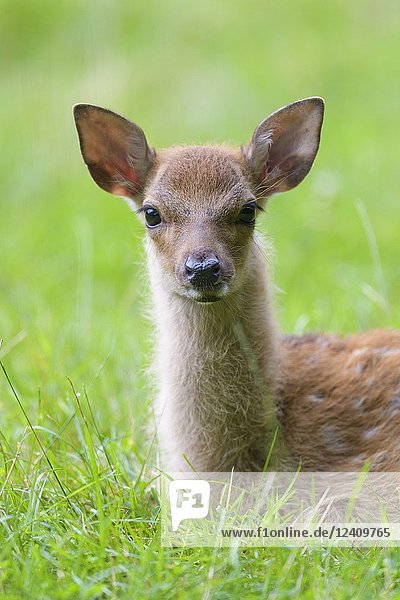 Sika Deer  Cervus nippon  Young.