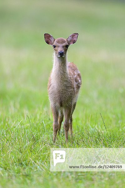 Sika Deer  Cervus nippon  Young.