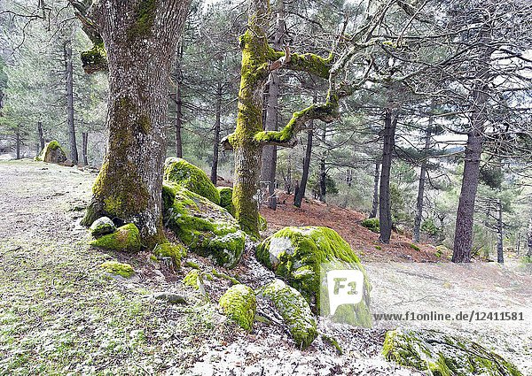 Oaks and pines at the Graja gorge. Sierra de Gredos. Avila. Spain