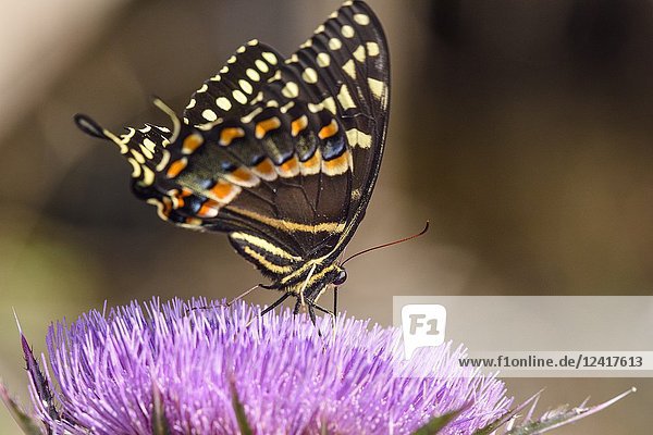 Texas Black swallowtail (Papilio polygenes asterius) butterflies nectaring on thistle  Aransas NWR  Texas  USA.