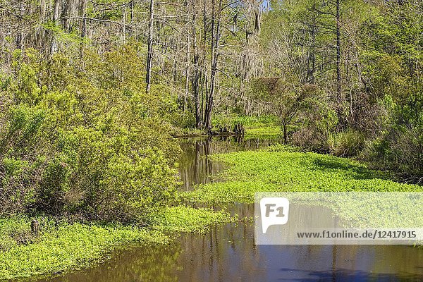 Spring trees in a bayou  Mandeville  Louisiana  USA.